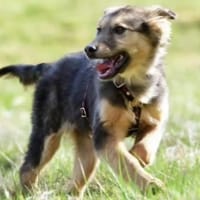 Lotte zartes❤ mit großem Kuschelbedarf, Hündin zur Adoption