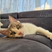 Yummy , ausgeglichene Samtpfote, ca.10 M, Katze zur Adoption