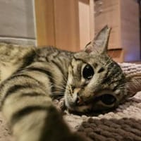 Smartie, süßer Quatschkopf, ca.11 Monate, Kater zur Adoption