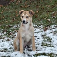 Baldur sucht seine Menschen, Hund zur Adoption