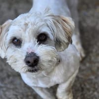 Amal sucht sein Zuhause (I), Hund zur Adoption