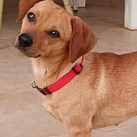 Daisy ist ein Hauptgewinn auf 4 Pfoten, Hündin zur Adoption