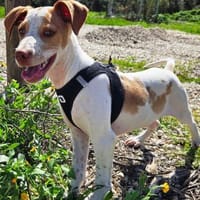 Hix möchte so gerne die Welt entdecken, Hund zur Adoption