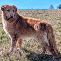 Sanfter Golden Retrievermischling, Hund zur Adoption