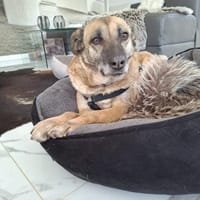 Rose sucht ihre Menschen 🐾, Hündin zur Adoption