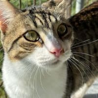 Ilex, grünäugiger Kuscheltiger, ca.10 Mo, Katze zur Adoption