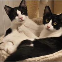 Gise, fröhlicher Wirbelwind, ca.11 Monat, Katze zur Adoption