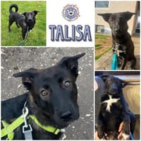 TALISA * Junghündin mit Format, Hündin zur Adoption