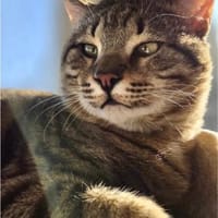 Timo, kleiner Charmeur, ca.10 Monate, Kater zur Adoption