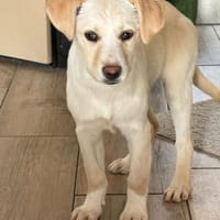 Lumi- besondere Hündin, Hündin zur Adoption