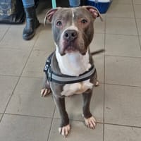 VALKYR, chien à adopter