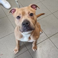 TAYA, chienne à adopter