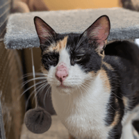 AVA (réservée) A17353, chatte à adopter