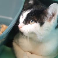 JINDIAO, chatte à adopter