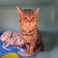 Athos, chat à adopter