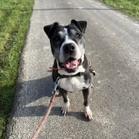 JOKE, chien à adopter