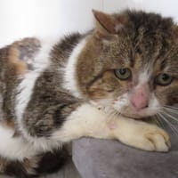 BUFFALO, chat à adopter