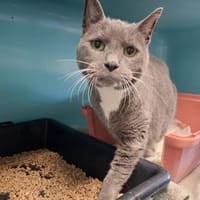 ZOÉ, chatte à adopter