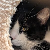 JAY (réservé) A17343, chat à adopter