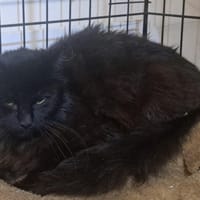 BAGHERA, chatte à adopter