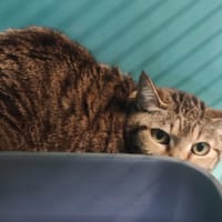 ROSYE, chatte à adopter