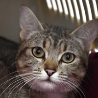 Pupucette, chatte à adopter