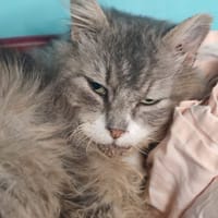 NOEL, chat à adopter