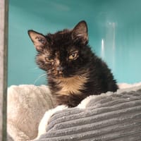 PEPETTE, chatte à adopter