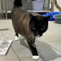 Smoky (réservé), chat à adopter