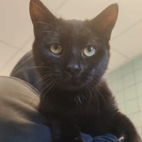 GOSSET, chat à adopter