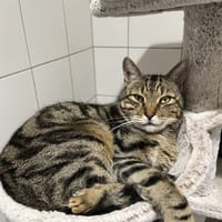 Peter (réservé), chat à adopter