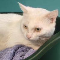 BADOU, chat à adopter