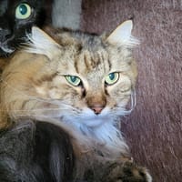 tigrou, chatte à adopter