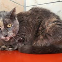 pepper, chatte à adopter