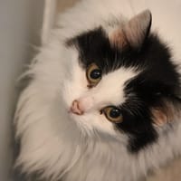 Mimine (réservée), chatte à adopter