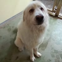 RAVEN, chien à adopter