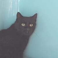 NOUGATI, chat à adopter