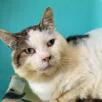 sherlock, chat à adopter