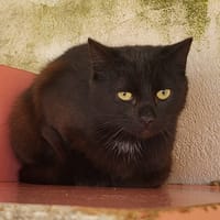 watson, chat à adopter