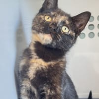 INES, chatte à adopter