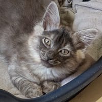 NINO, chat à adopter