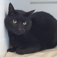 COOKIE CHA, chat à adopter