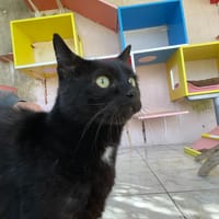 KELYO, chat à adopter