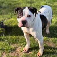 Esmeralda CAA14996, chienne à adopter