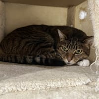 Sherkan, chat à adopter