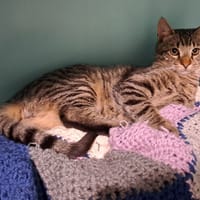 Lucky (en cours d'adoption), chat à adopter