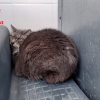 Patcha, chatte à adopter