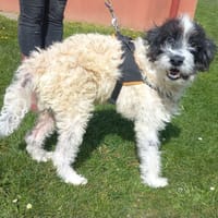 PAPYRUS, chien à adopter