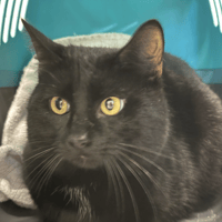 ZORRO, chat à adopter