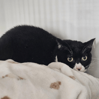 Isy, chatte à adopter
